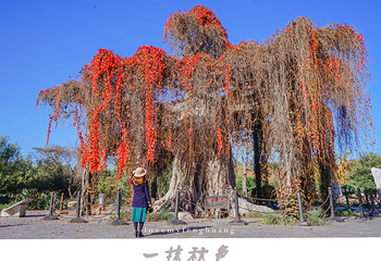 石家庄植物园第 17 张图片