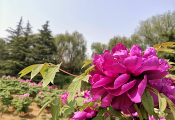 中国国花园第 142 张图片