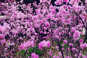 红螺山第 6 张图片