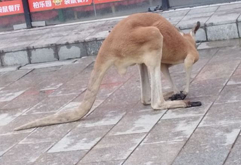 柏乐园第 37 张图片