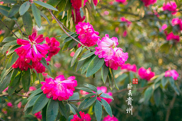 百里杜鹃风景区第 102 张图片
