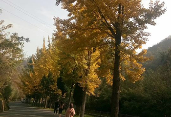 王屋山景区第 35 张图片