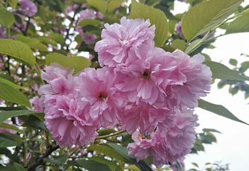 花田广兴宝塔浪漫樱花园第 19 张图片