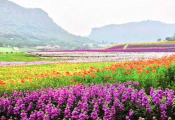 清溪谷旅游区-花田酒地景区第 51 张图片
