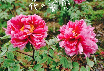 长寿菩提山文化旅游景区第 14 张图片