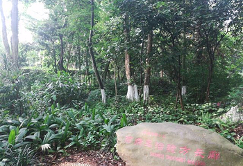广西药用植物园第 27 张图片