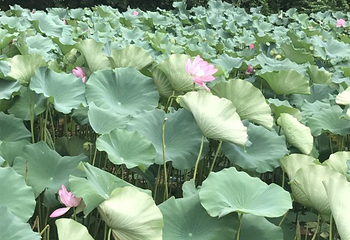 金鸡湖桃花岛第 16 张图片
