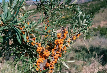 莫尼山非遗小镇第 20 张图片