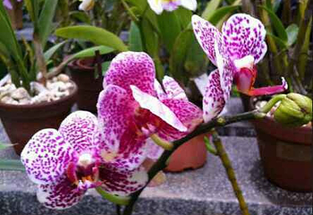 广州兰圃第 39 张图片