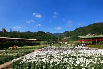 泉州鲜花港第 20 张图片