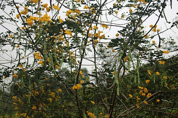 梅岭太阳谷大型梅花文化节第 19 张图片