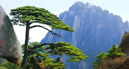 黄山风景区第 17 张图片