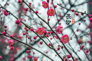 橘子洲景区第 144 张图片