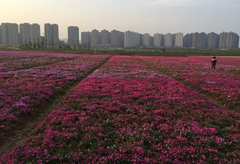 洋湖湿地公园第 18 张图片