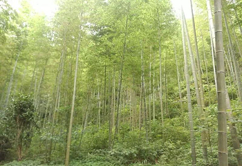 十里竹海大峡谷第 14 张图片