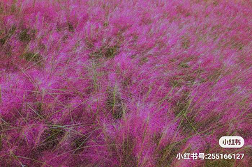 雨花谷薰衣草庄园第 7 张图片