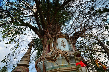 树包塔第 44 张图片