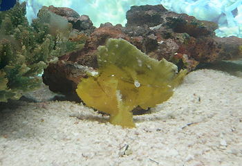 上海海洋水族馆第 14 张图片
