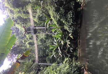 阿莲雅景区第 14 张图片