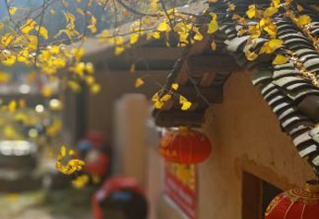 千年银杏谷文化旅游区第 53 张图片