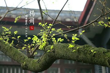 扬州大学(荷花池校区)第 10 张图片