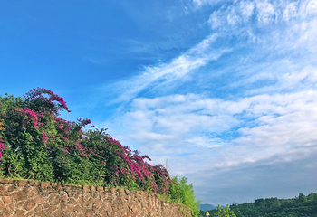 杨梅基地第 28 张图片