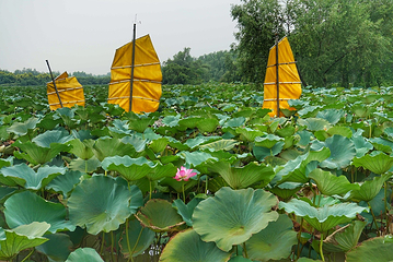 大湾区中央湿地公园第 49 张图片