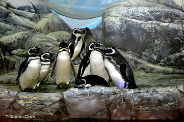 上海海洋水族馆第 17 张图片