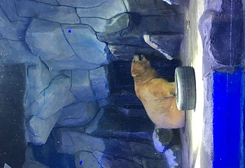南宁极地海洋世界第 49 张图片