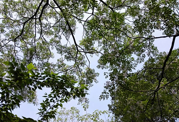 龙凤山公园第 8 张图片