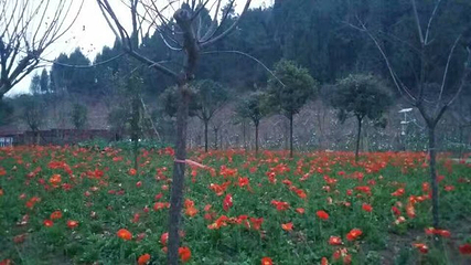 绵阳盛世樱花悠乐谷第 37 张图片