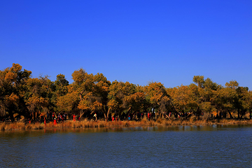 黑城弱水胡杨风景区第 31 张图片
