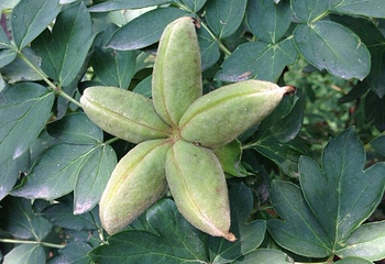 熊岳植物园第 8 张图片