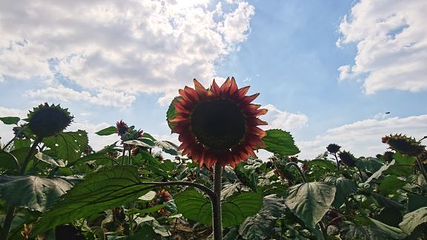 八卦洲陌上花渡第 17 张图片