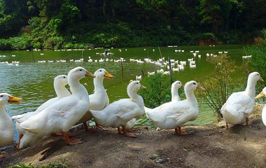 八宝塘第 4 张图片