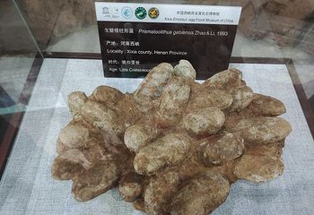 西峡恐龙遗迹园第 31 张图片