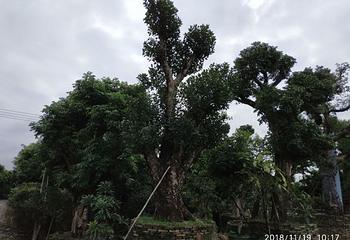 陈村花卉世界第 37 张图片