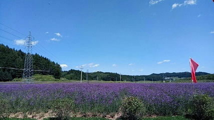 岗山花海第 20 张图片