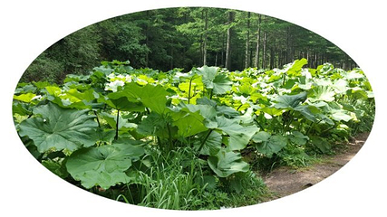 野荷谷第 22 张图片