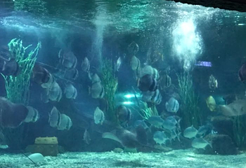 南昌海洋公园第 36 张图片