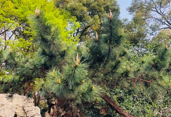 八一公园第 15 张图片