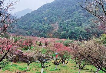 九峰山网岙景区第 7 张图片