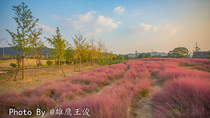 九龙湾花星球第 25 张图片