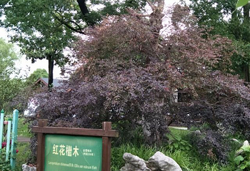 苏州中国花卉植物园第 62 张图片