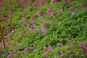 花甸坝第 7 张图片