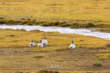 40号冰川第 11 张图片