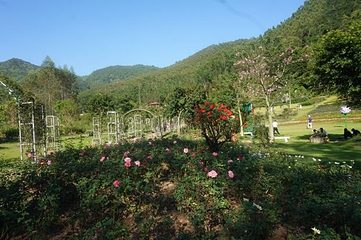 茶山樱花谷主题景区第 20 张图片