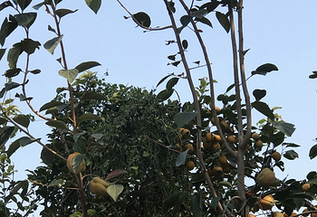 沾化古城文化旅游景区第 4 张图片