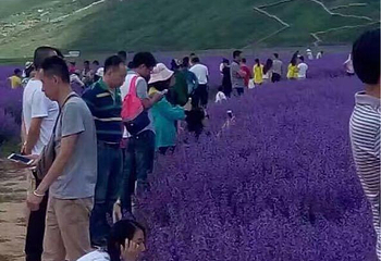 圣地花海第 21 张图片