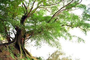 古榕群第 9 张图片